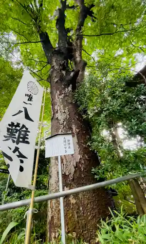 阿佐ヶ谷神明宮の自然