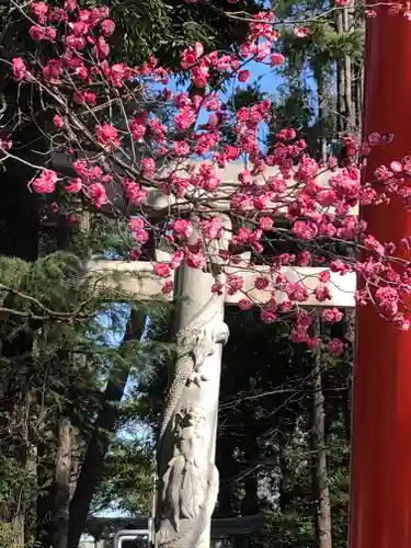 馬橋稲荷神社の鳥居