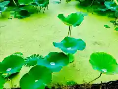 青麻神社の自然