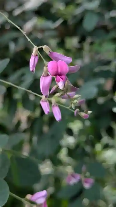 梨木神社(京都府)