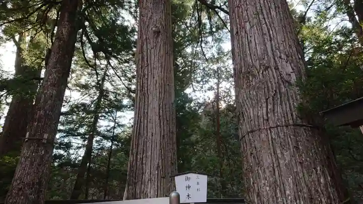 日光二荒山神社の自然