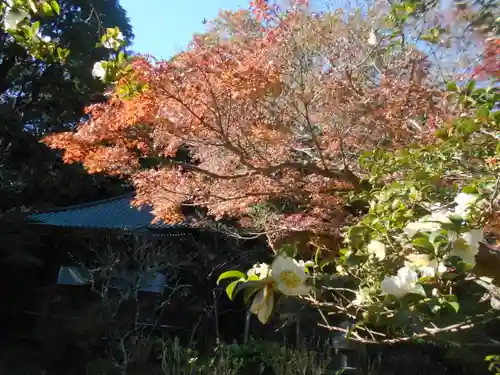 安國論寺（安国論寺）の自然