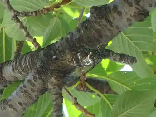 伊勢山皇大神宮の動物