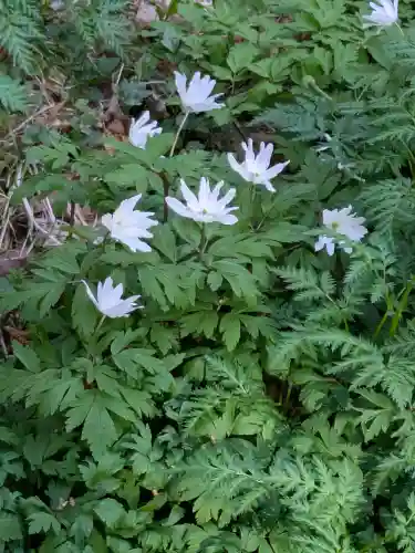 函館八幡宮の自然