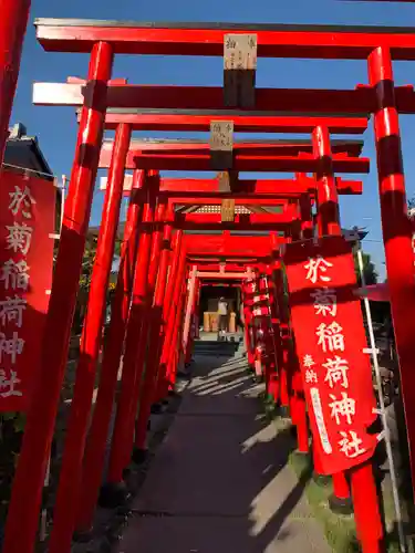 於菊稲荷神社の鳥居