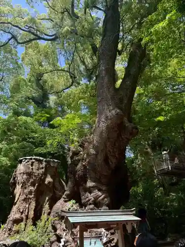 來宮神社(静岡県)