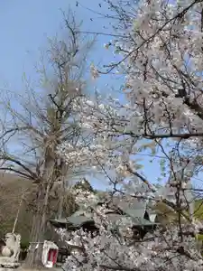 賀羅加波神社の自然(2023年03月30日(木) 09時36分54秒投稿)