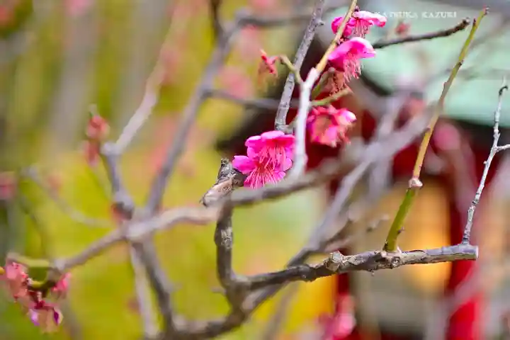 岡村天満宮(神奈川県)