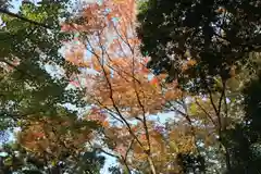 阿久津「田村神社」（郡山市阿久津町）旧社名：伊豆箱根三嶋三社の自然