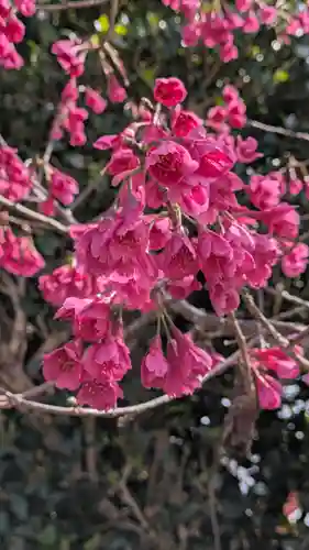 宇治神社の自然