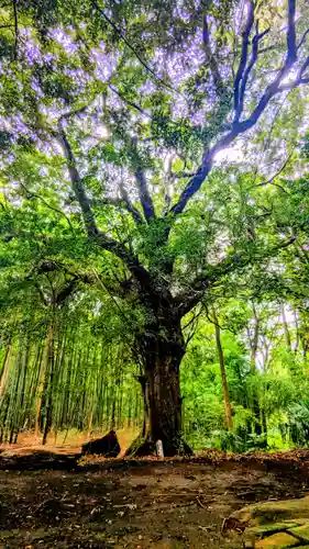 七百餘所神社 の自然