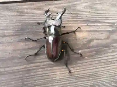 木舟山　順教寺の動物