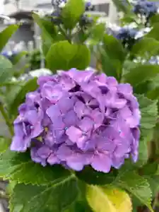 總社 和田八幡宮(福井県)(2021年06月19日(土) 12時56分50秒投稿)