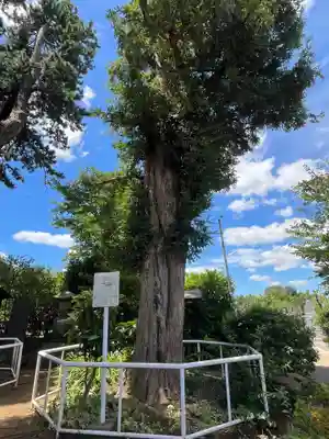 真乗院(埼玉県)