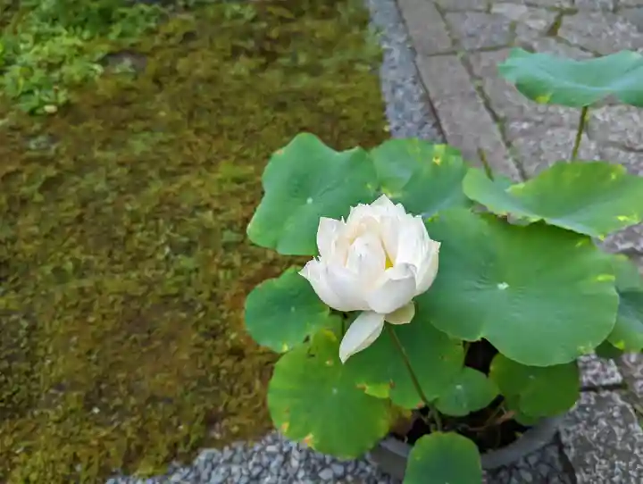 佛陀寺(京都府)