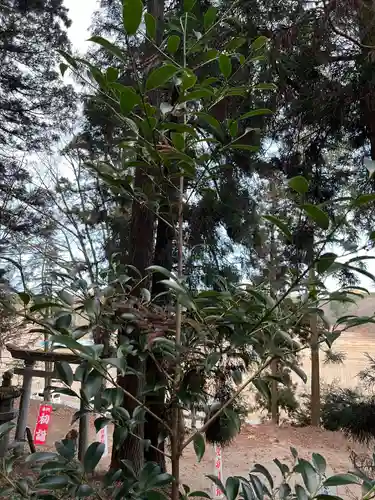 大宮温泉神社(栃木県)