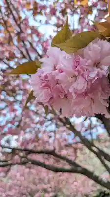 圓光寺(京都府)