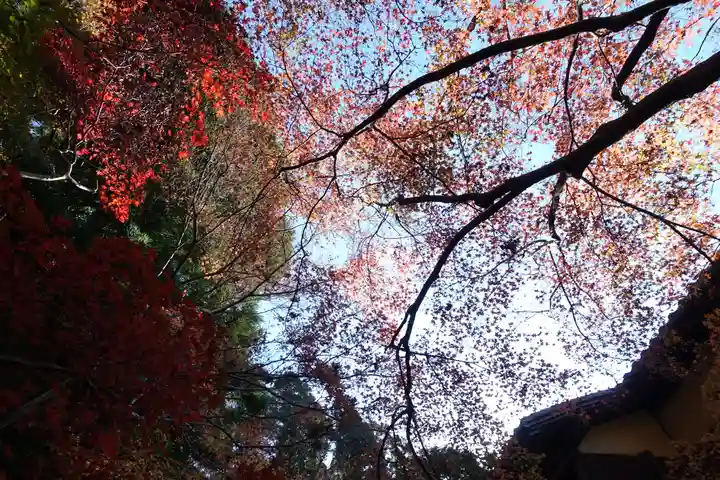 光明寺瑠璃光院の自然