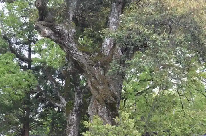 井伊谷宮(静岡県)