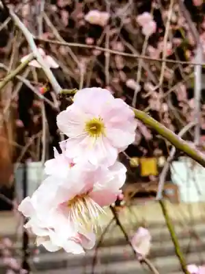 妙法寺(東京都)