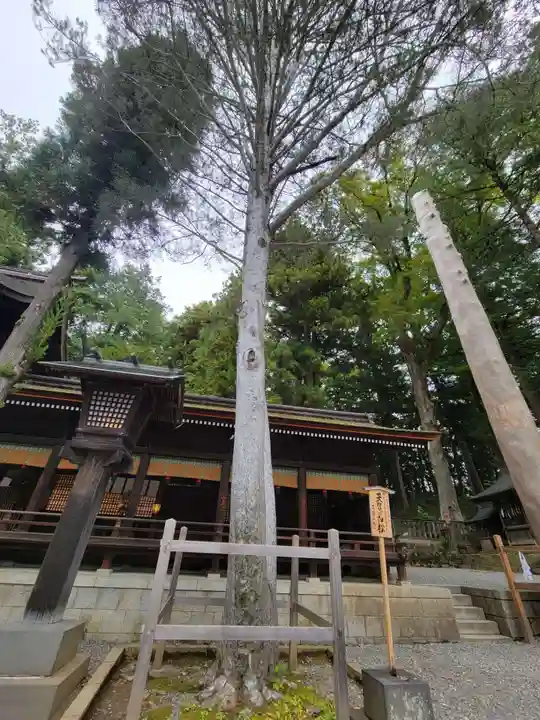 諏訪大社下社秋宮の自然