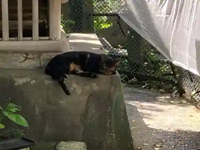 海南神社の動物