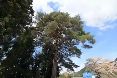 大原観音堂の自然