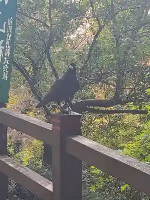 唐澤山神社(栃木県)