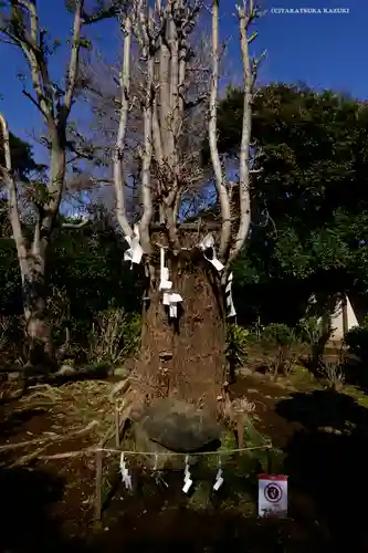 江島神社の自然