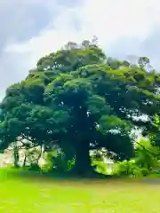 愛宕神社の自然