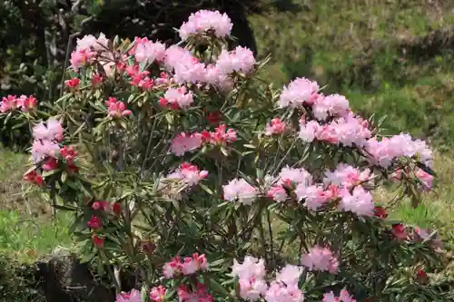 三春大神宮の自然