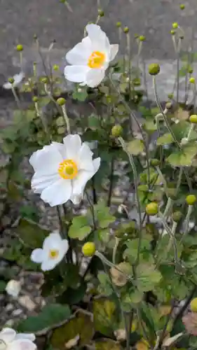 本妙寺(京都府)