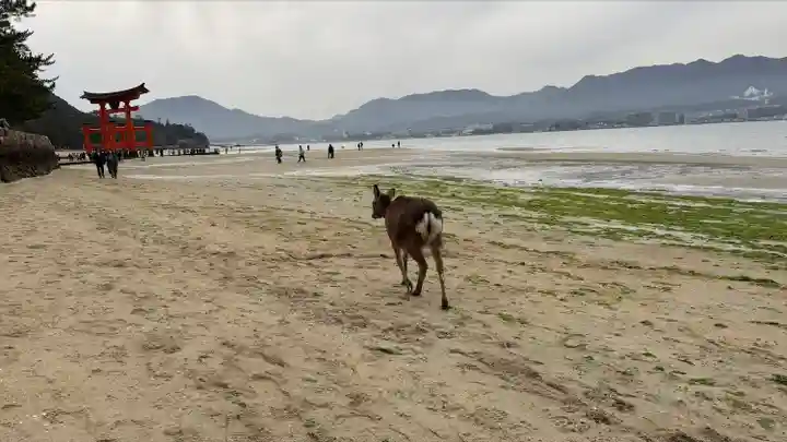 厳島神社(広島県)