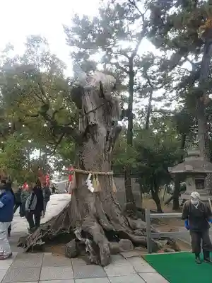 住吉大社(大阪府)