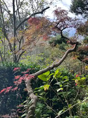 明月院(神奈川県)