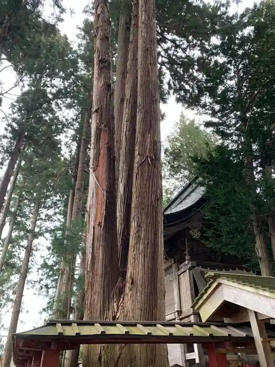 櫛引八幡宮の自然