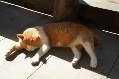 智恩寺(京都府)