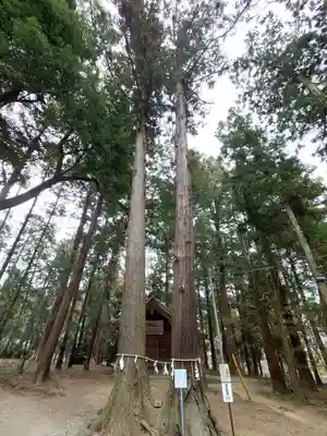 間々田八幡宮(栃木県)