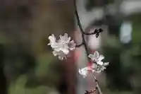 鹿島大神宮の自然
