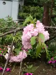 菊田神社の自然