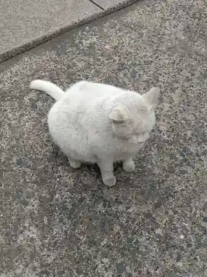 羽黒神社の動物