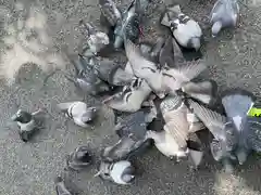 開口神社の動物