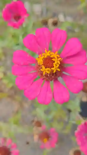 清洲山王宮　日吉神社の自然