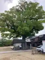 長尾寺の{uncategorized: "未分類", other: "その他", undefined: "問題あり", building: "その他建物", grave: "お墓", sacred_gate: "鳥居", guardian: "狛犬", statue: "像", buddha: "仏像", history: "歴史", nature: "自然", garden: "庭園", animal: "動物", pagoda: "塔", temizu: "手水舎", mountain_gate: "山門・神門", sanctuary: "本殿・本堂", subordinate: "末社・摂社", art: "芸術", scenery: "景色", jizo: "地蔵", ema: "絵馬", goshuin: "御朱印", omikuji: "おみくじ", items: "授与品その他", amulet: "お守り", goshuincho: "御朱印帳", eats: "食事", festival: "お祭り", votive_dance: "神楽", shichigosan: "七五三参", wedding: "結婚式", experience: "体験その他", initially: "初詣", around: "周辺", anti_infection: "感染症対策"}