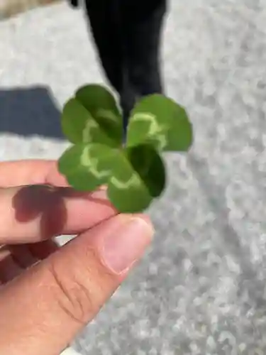 普門寺(切り絵御朱印発祥の寺)の自然