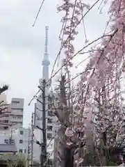 浅草寺の自然