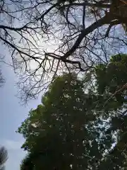 日枝神社の自然