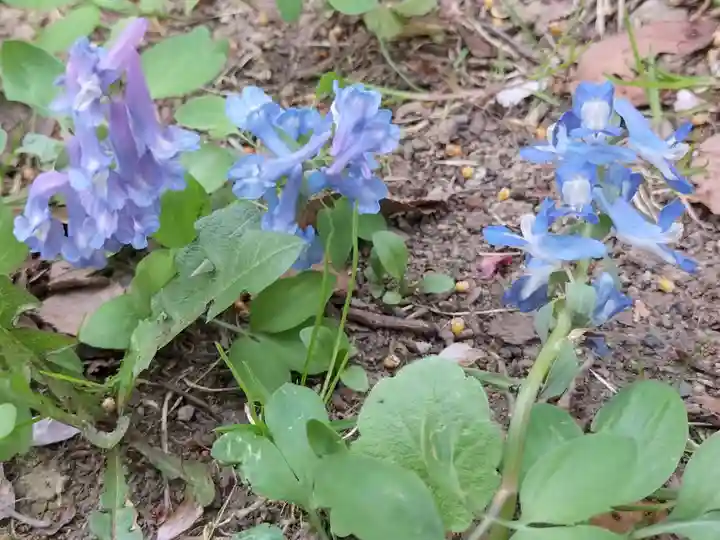 新琴似神社の自然