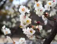 三津厳島神社(愛媛県)