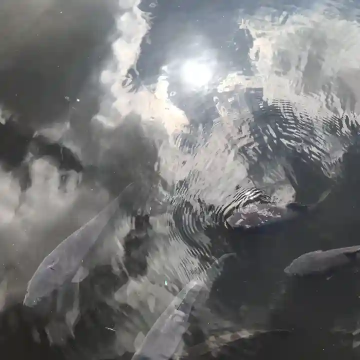 明治神宮の動物